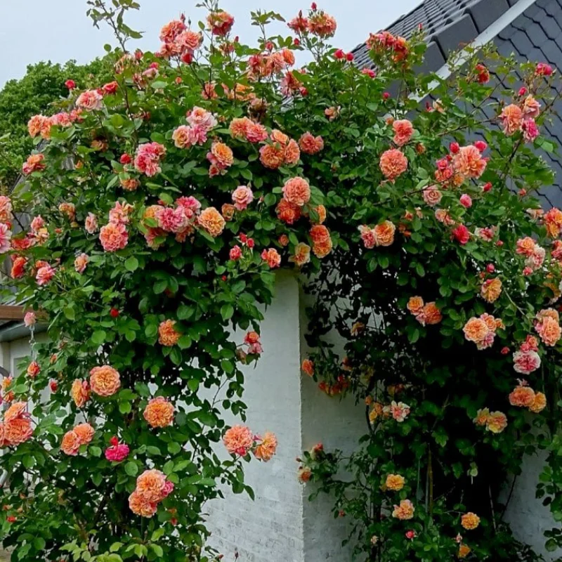 flasch-1 Trandafir urcator Flash la Ghiveci 3L - anul 3 1