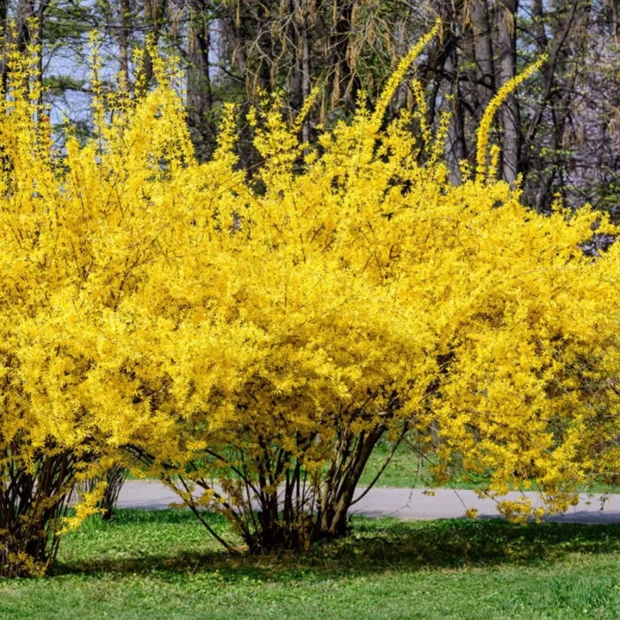 Forsythia Golden Times - Ghiveci 2 L - Inaltime 50 - 60 cm 1