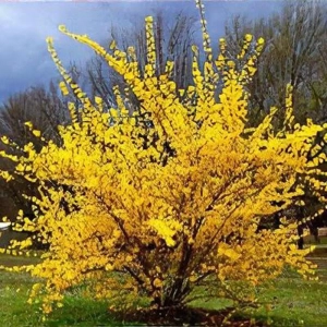 Forsythia Goldrausch - Ghiveci 2 L - Inaltime 50 - 60 cm 1