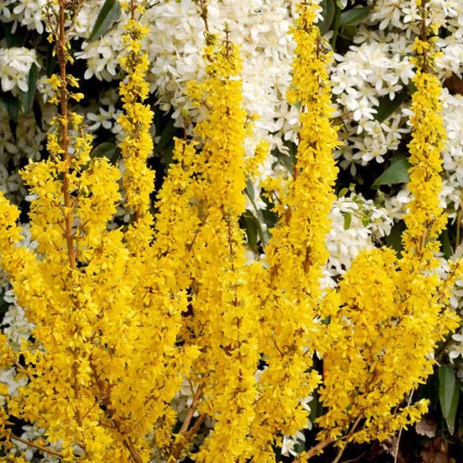 Forsythia Mikador Vromans - Ghiveci 2 L - Inaltime 50 - 60 cm 1