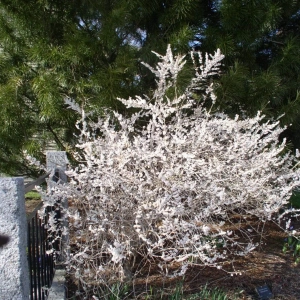 Forsythia White cu Radacina Impachetata - Inaltime 50 - 60 cm 1