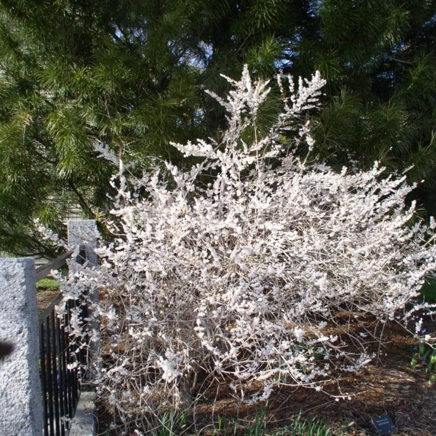 forsythia-alba Forsythia White cu Radacina Impachetata - Inaltime 50 - 60 cm 1