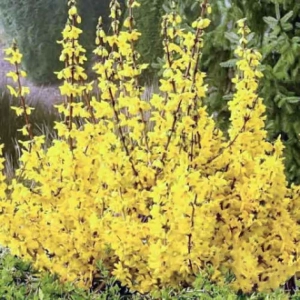 Forsythia Kumsum - Ghiveci 2 L - Inaltime 50 - 60 cm 1