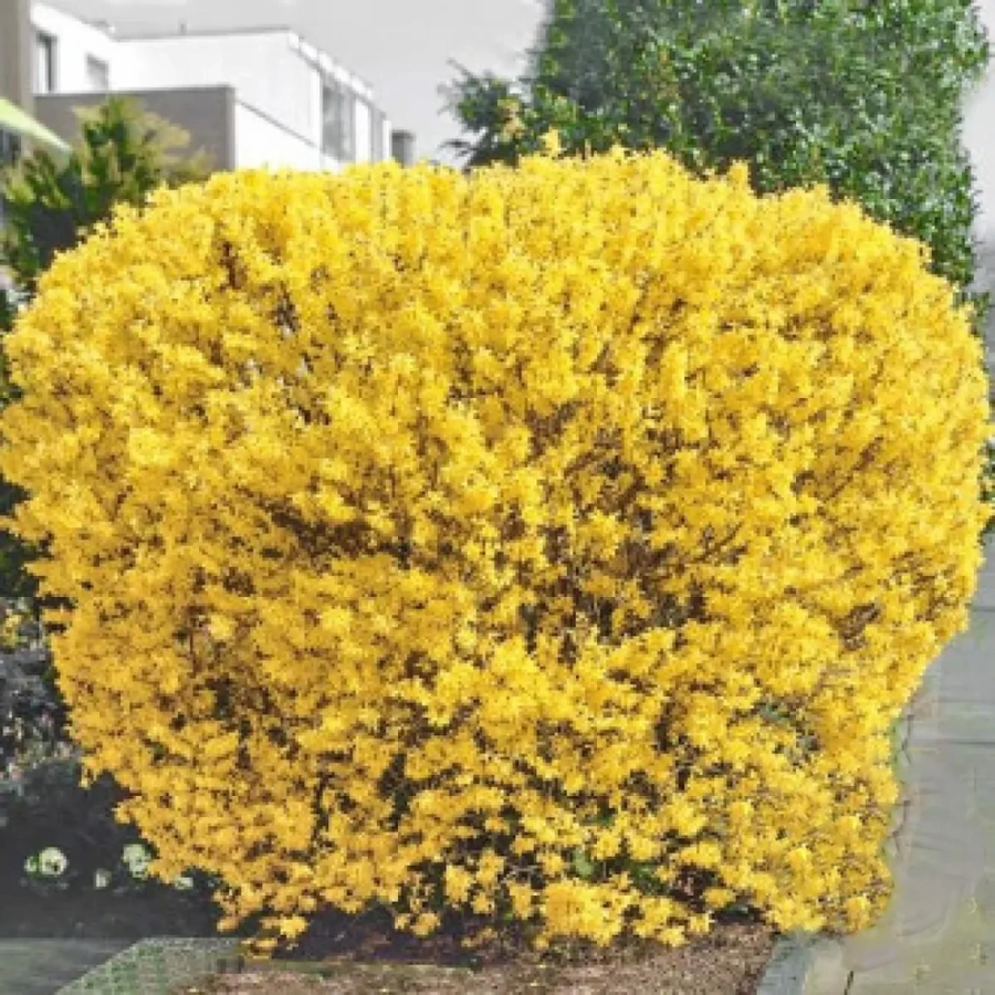 Forsythia Lynwood Gold - Ghiveci 2 L - Inaltime 50 - 60 cm 1