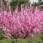 Forsythia Roseum - Ghiveci 2 L - Inaltime 50 - 60 cm 1