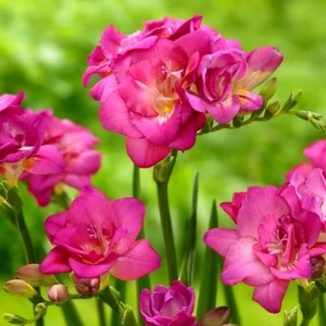 Bulbi de Frezie Double Pink 1