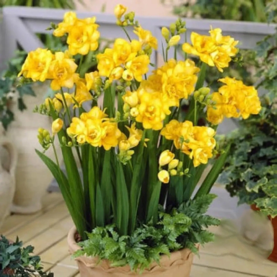 frezie-double-yellow Bulbi de Frezie Double Yellow 1