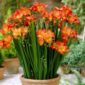 Bulbi de Frezie Orange 1