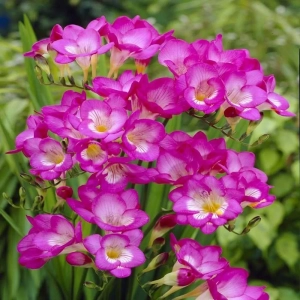 Bulbi de Frezie Pink 1