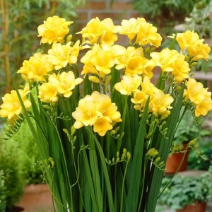 Bulbi de Frezie Yellow 1