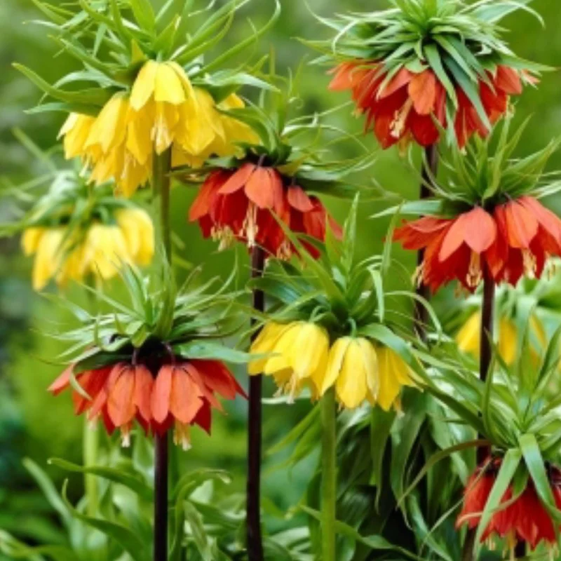 Bulbi de Fritillaria Gigant - Mix 3 Buc / Pachet 1