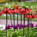 Bulbi de Fritillaria Gigant - Red - 1 Buc / Pachet 1