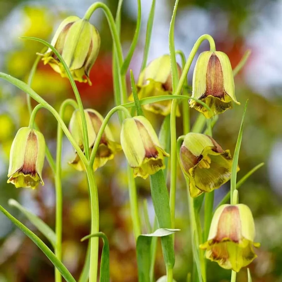 Bulbi de Fritillaria Acmopetala 1