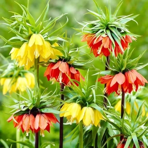 Fritillaria