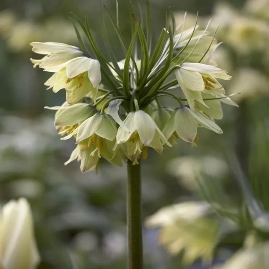 fritillaria-raddeana Bulbi de Fritillaria Raddeana 1