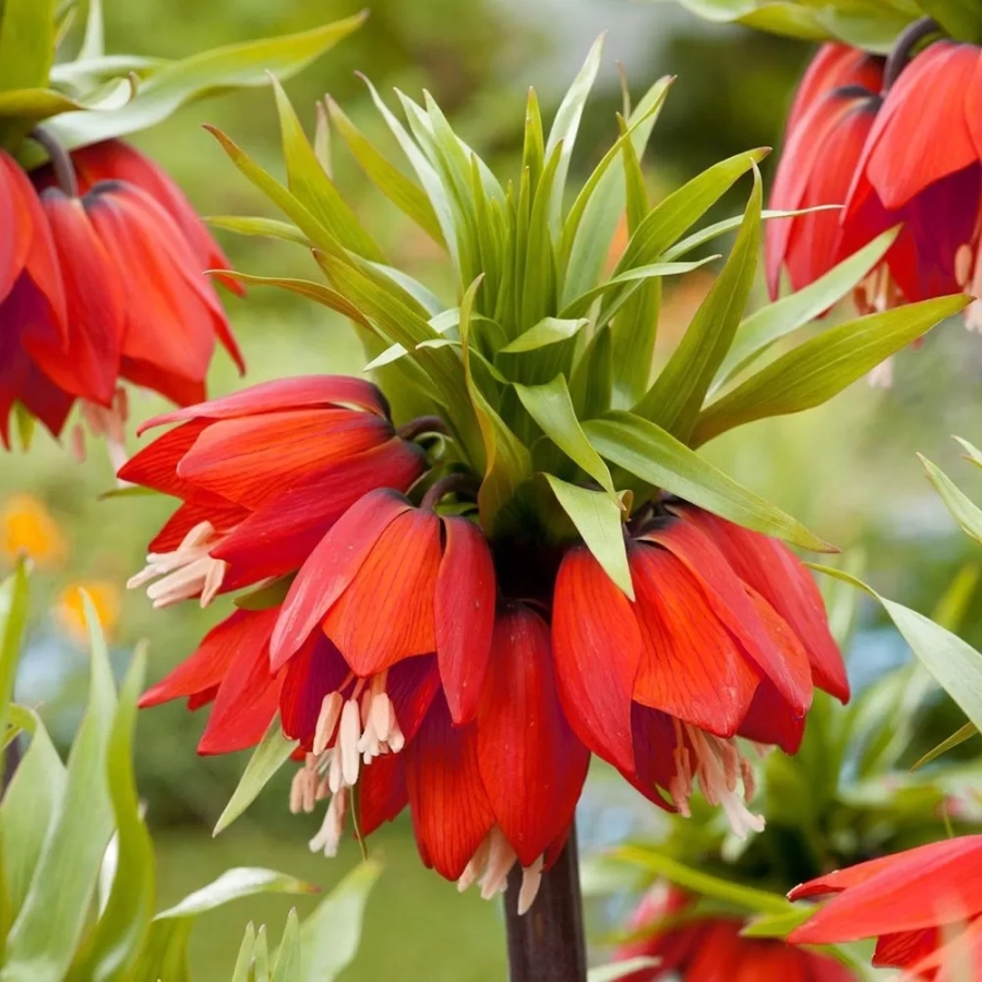fritillaria-rubra-maxima Bulbi de Fritillaria Rubra 1