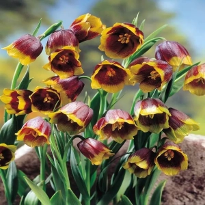 Bulbi de Fritillaria Uva Vulpis 1