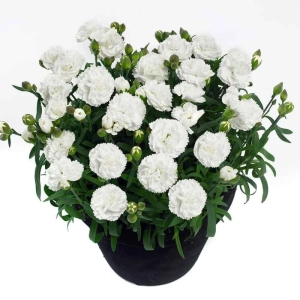 Garofițe Duble Parfumate - White King - Ghiveci 1 L - Înălțime 20 - 30 cm 1