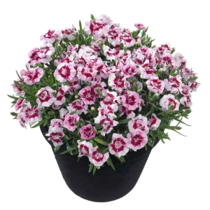 Garofițe Duble Parfumate - Albe-Mov - Ghiveci 1 L - Înălțime 20 - 30 cm 1