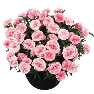 Garofițe Duble Parfumate - Albe-Roz  - Ghiveci 1 L - Înălțime 20 - 30 cm 1