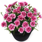 Garofițe Duble Parfumate - Candy - Ghiveci 1 L - Înălțime 20 - 30 cm 1