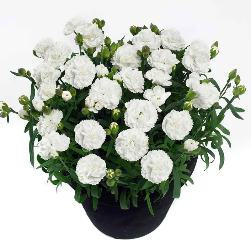 garofite-albe Garofițe Duble Parfumate - White King - Ghiveci 1 L - Înălțime 20 - 30 cm 1