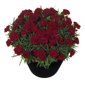 Garofițe Duble Parfumate - Bordo  - Ghiveci 1 L - Înălțime 20 - 30 cm 1