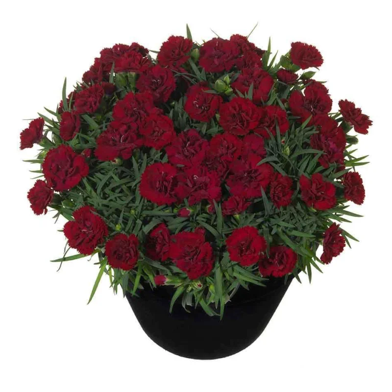 garofite-bordo Garofițe Duble Parfumate - Bordo - Ghiveci 1 L - Înălțime 20 - 30 cm 1