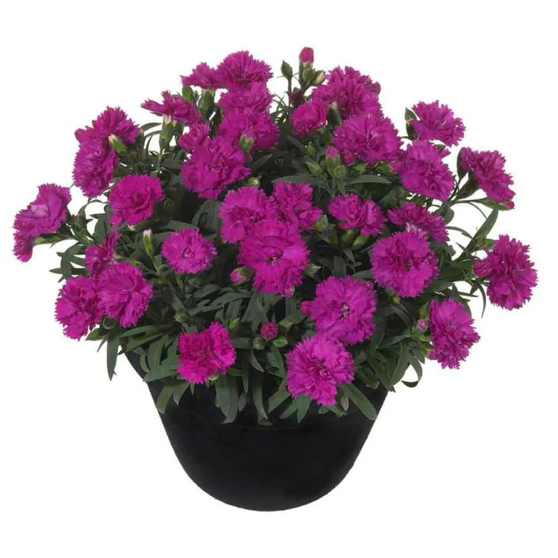 Garofițe Duble Parfumate - Mov - Ghiveci 1 L - Înălțime 20 - 30 cm 1