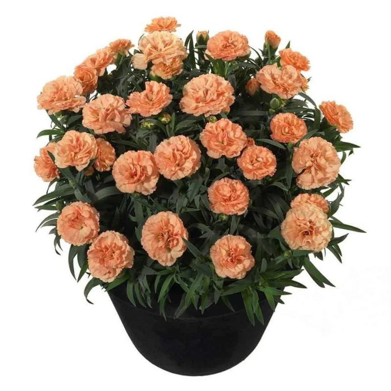 garofite-oranj Garofițe Duble Parfumate - Oranj - Ghiveci 1 L - Înălțime 20 - 30 cm 1