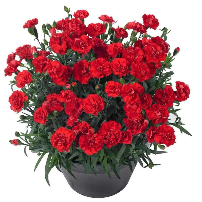 garofite-rosii Garofițe Duble Parfumate - Rosii - Ghiveci 1 L - Înălțime 20 - 30 cm 1