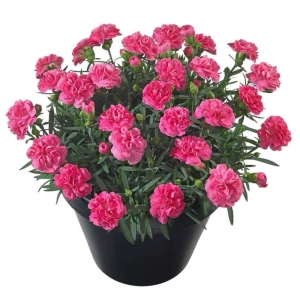 Garofițe Duble Parfumate - Roz  - Ghiveci 1 L - Înălțime 20 - 30 cm 1