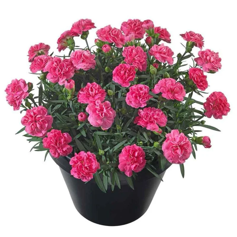 garofite-roz Garofițe Duble Parfumate - Roz - Ghiveci 1 L - Înălțime 20 - 30 cm 1