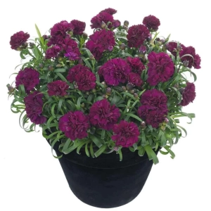 Garofițe Duble Parfumate - Violet - Ghiveci 1 L - Înălțime 20 - 30 cm 1