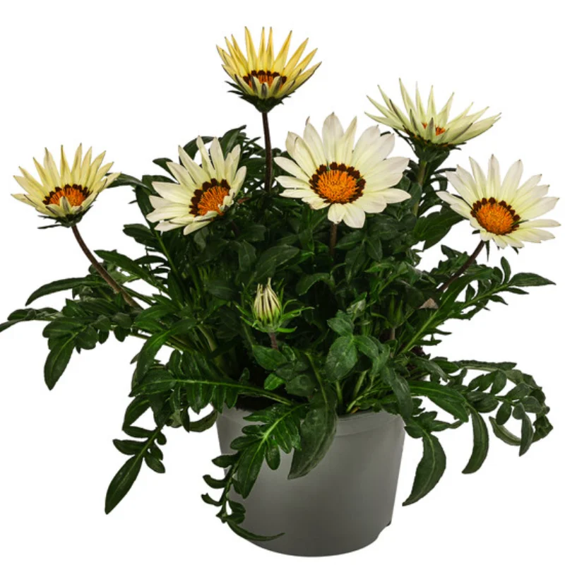 Gazania Splendens - Alba - La Ghiveci - Înălțime 25 - 30 cm 1