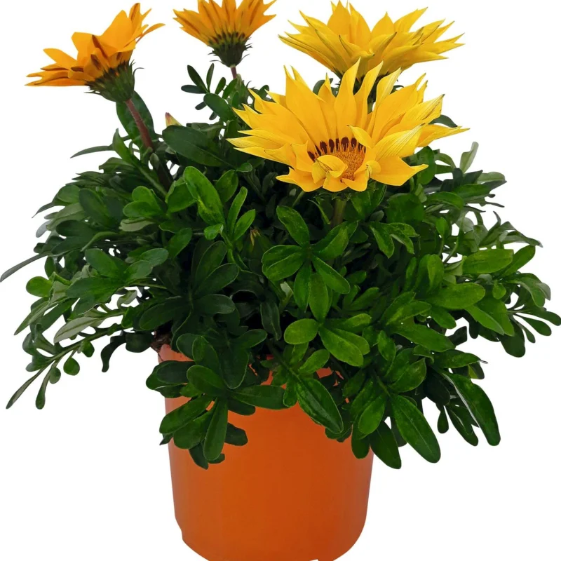 Gazania Splendens - Galbena - La Ghiveci - Înălțime 25 - 30 cm 1