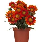 Gazania Splendens - Portocaliu / Galben - La Ghiveci - Înălțime 25 - 30 cm 1