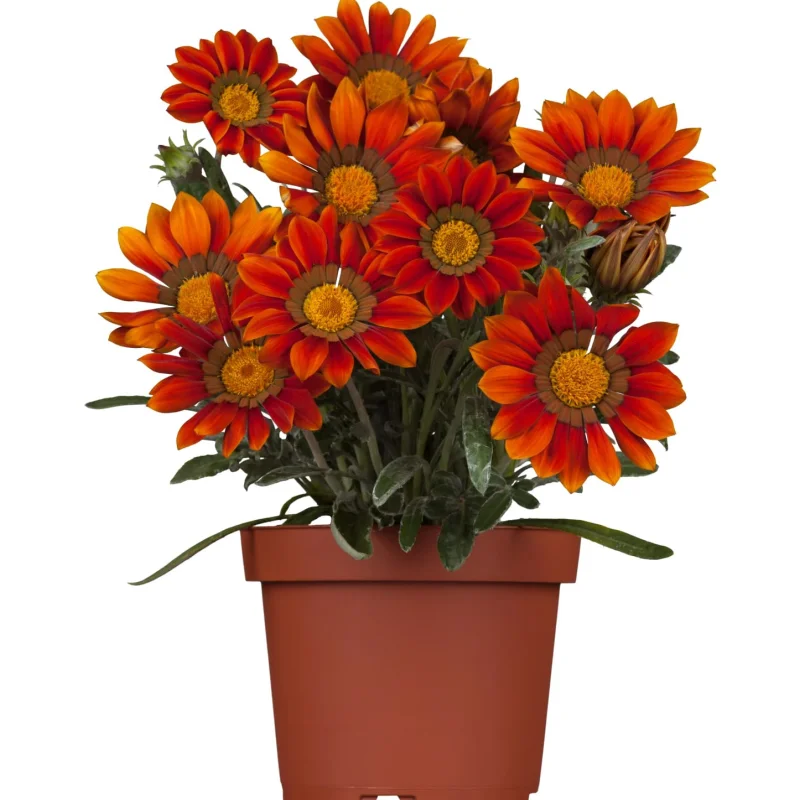 gazania-portocaliu.galben Gazania Splendens - Portocaliu / Galben - La Ghiveci - Înălțime 25 - 30 cm 1