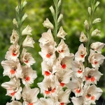 Bulbi de Gladiole Ajax 1