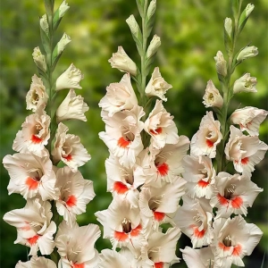 Bulbi de Gladiole Ajax 1