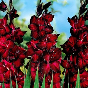 Bulbi de Gladiole Black Jack 1