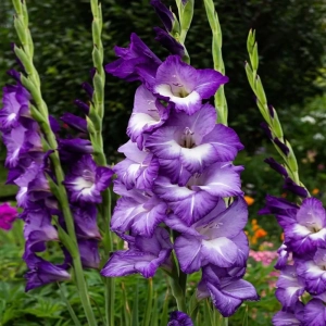 Bulbi de Gladiole Blue Isle 1