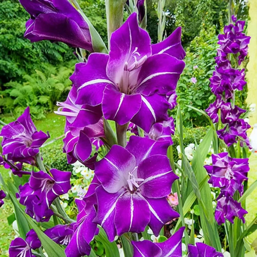 gladiole-blue-moon-8967 Bulbi de Gladiole Blue Moon 1