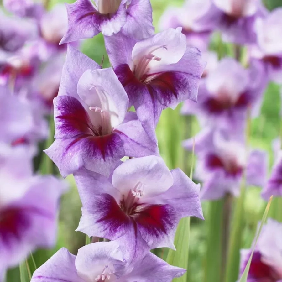 Bulbi de Gladiole Bono's Memory 1