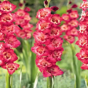 Bulbi de Gladiole Broken Heart Frizzle 1