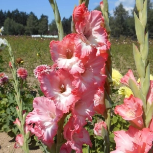 Bulbi de Gladiole Cheops 1