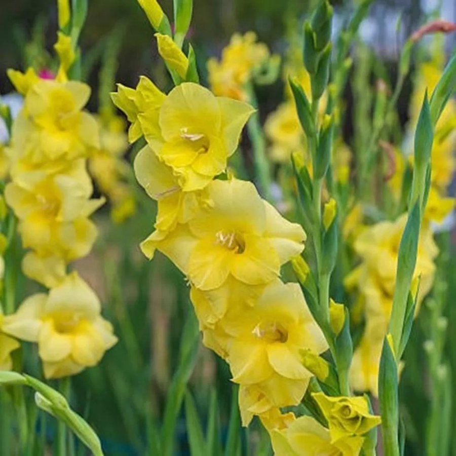 Bulbi de Gladiole Debbyann 1