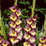 Bulbi de Gladiole Dynamite 1