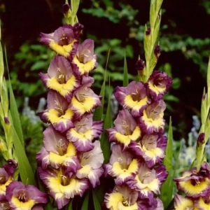 Bulbi de Gladiole Dynamite 1