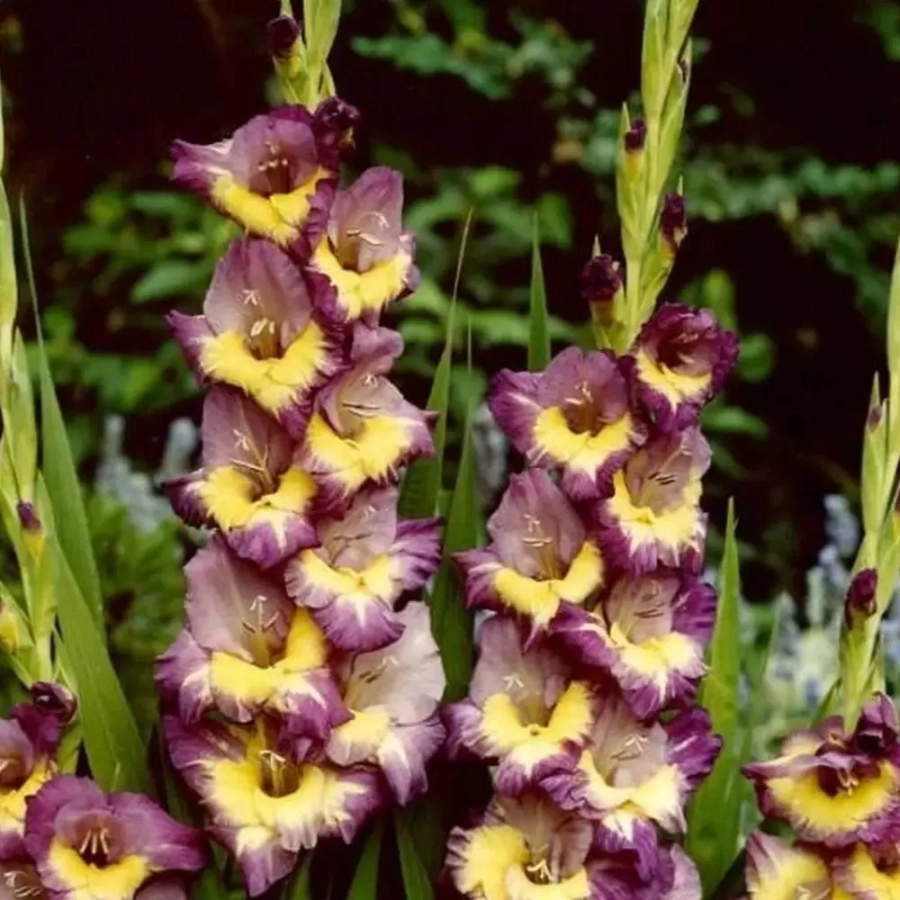 gladiole-dynamite Bulbi de Gladiole Dynamite 1